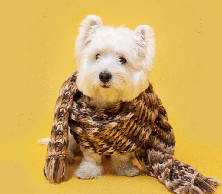 Winter’s coming… how to prepare your dog for the cooler weather